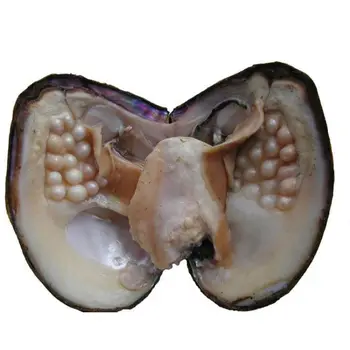 New Big Monster Bulk Oysters Pearls Big Natural Freshwater Oyster with Pearl Vacuum-Packed Mysterious Party Gift Surprise BM005
New Big Monster Bulk Oysters Pearls Big Natural Freshwater Oyster with Pearl Vacuum-Packed Mysterious Party Gift Surprise BM005