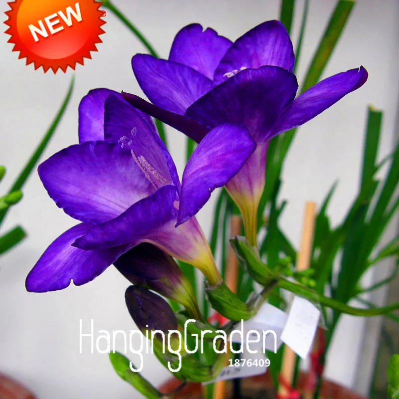 Time-Limit!!Purple Freesia bonsai Potted Flowering Plants Orchid garden 100 flores / Bag,#7UZPAI
Time-Limit!!Purple Freesia bonsai Potted Flowering Plants Orchid garden 100 flores / Bag,#7UZPAI