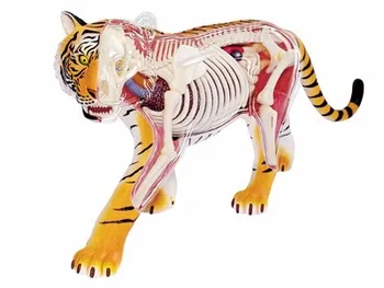 4D Puzzle Assembling Toy Assembled Tiger Anatomy Medical Use Animal Model Anime Medical Science Anatomic Model Science Doll Toys
4D Puzzle Assembling Toy Assembled Tiger Anatomy Medical Use Animal Model Anime Medical Science Anatomic Model Science Doll Toys