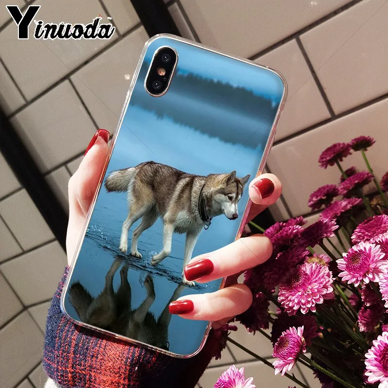 Animal Husky cute Puppy Dog