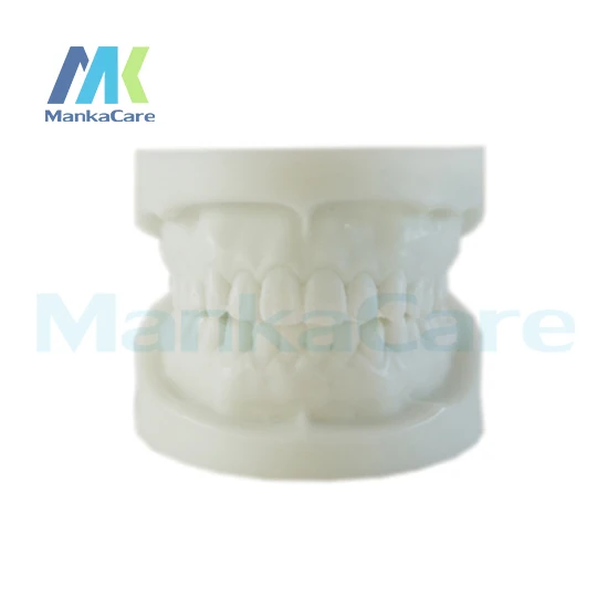 With complete standard tooth model, hardness is close to normal tooth, can be placed in any phantom head Oral Teeth Tooth Model
With complete standard tooth model, hardness is close to normal tooth, can be placed in any phantom head Oral Teeth Tooth Model