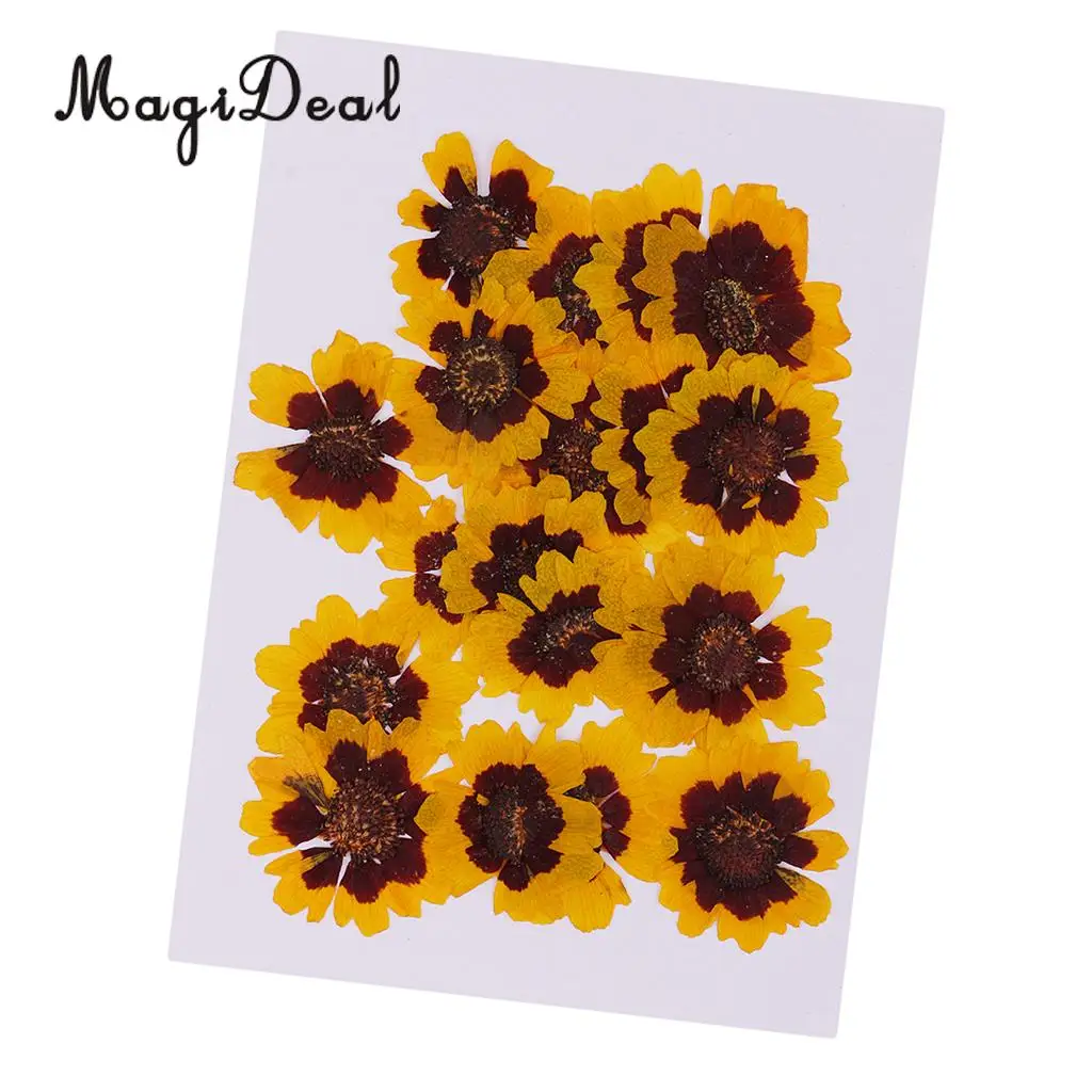 20pcs Vivid Beautiful Real Pressed Flower Natural Dried Flowers for Art Craft Scrapbooking Resin Jewelry Craft Making Phone Case
20pcs Vivid Beautiful Real Pressed Flower Natural Dried Flowers for Art Craft Scrapbooking Resin Jewelry Craft Making Phone Case