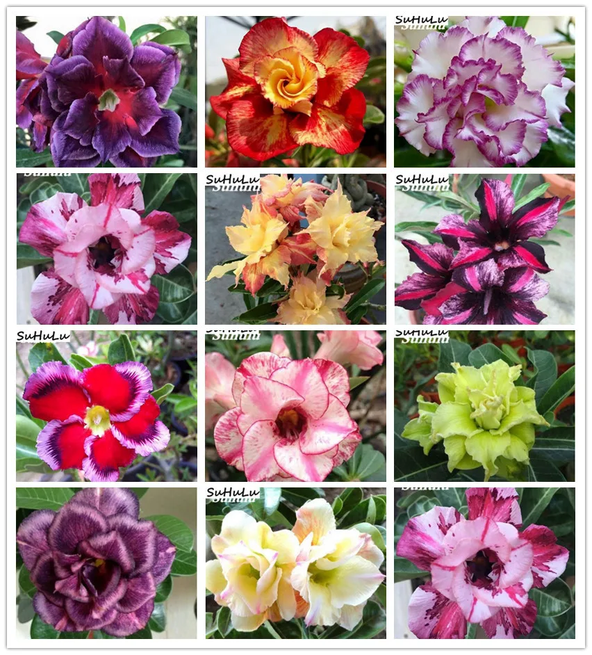 100% True! 5 Pcs Exotic Desert Rose Drawf Ornamental Balcony Bonsai Potted Adenium Obesum Flower Planta For Home Garden Mixing
100% True! 5 Pcs Exotic Desert Rose Drawf Ornamental Balcony Bonsai Potted Adenium Obesum Flower Planta For Home Garden Mixing