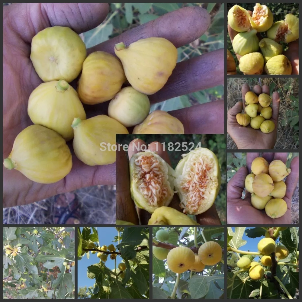 Limited New Regular Vegetables Dishes free Shipping 100pcs 100% Genuine Fresh Rare Ficus Carica Fig Fruit Tree
Limited New Regular Vegetables Dishes free Shipping 100pcs 100% Genuine Fresh Rare Ficus Carica Fig Fruit Tree