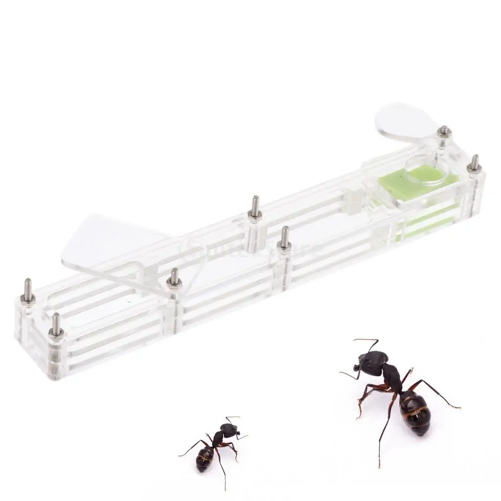 Small Clear Insect Ant Housing Acrylic Nest Ant Feed Farm Formicarium Box 14x2.2x1.5cm
Small Clear Insect Ant Housing Acrylic Nest Ant Feed Farm Formicarium Box 14x2.2x1.5cm