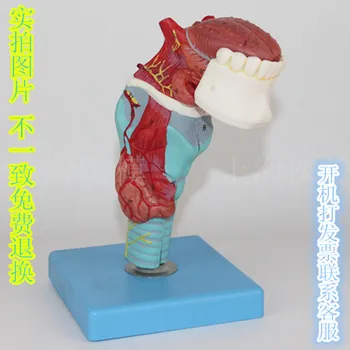 Laryngeal tongue model Laryngeal attachment Tongue tooth Throat anatomical model
Laryngeal tongue model Laryngeal attachment Tongue tooth Throat anatomical model