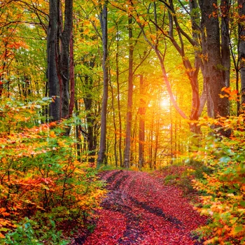 Laeacco Forest Backdrops Tree Autumn Yellow Grass Way Natural Scenic Photographic Backgrounds Photocall Photo Studio
Laeacco Forest Backdrops Tree Autumn Yellow Grass Way Natural Scenic Photographic Backgrounds Photocall Photo Studio
