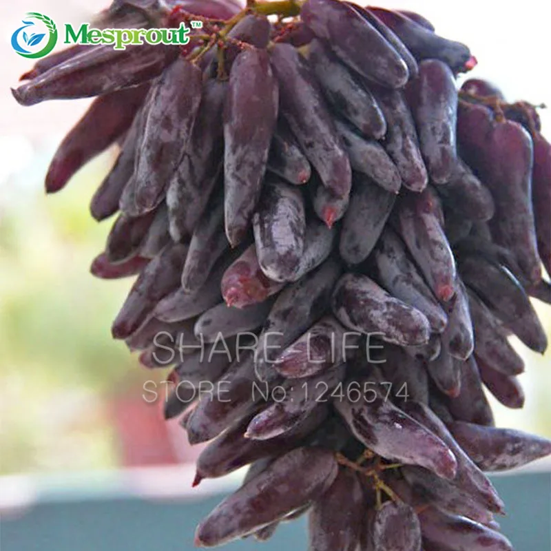 12 Kinds Of Grape Bonsai Advanced Fruit Bonsai Natural Growth Grape Sweet Kyoho Grape Gardening Fruit Plants Bonsai 50PCS
12 Kinds Of Grape Bonsai Advanced Fruit Bonsai Natural Growth Grape Sweet Kyoho Grape Gardening Fruit Plants Bonsai 50PCS