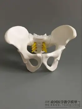 Small female pelvic gynecological model pelvic demonstration female pelvic model
Small female pelvic gynecological model pelvic demonstration female pelvic model