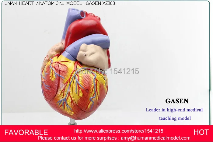 HUMAN ANATOMICAL HEART,HUMAN ANATOMICAL HEART ANATOMY VISCERA MEDICAL ORGAN MODEL EMULATIONAL,HUMAN HEART MODEL-GASEN-XZ003
HUMAN ANATOMICAL HEART,HUMAN ANATOMICAL HEART ANATOMY VISCERA MEDICAL ORGAN MODEL EMULATIONAL,HUMAN HEART MODEL-GASEN-XZ003