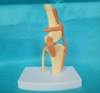 Canine/Dog Knee Joint Anatomy Veterinary Model for sale medical meridian surgery Model skeleton shadow esqueleto anatomia
Canine/Dog Knee Joint Anatomy Veterinary Model for sale medical meridian surgery Model skeleton shadow esqueleto anatomia