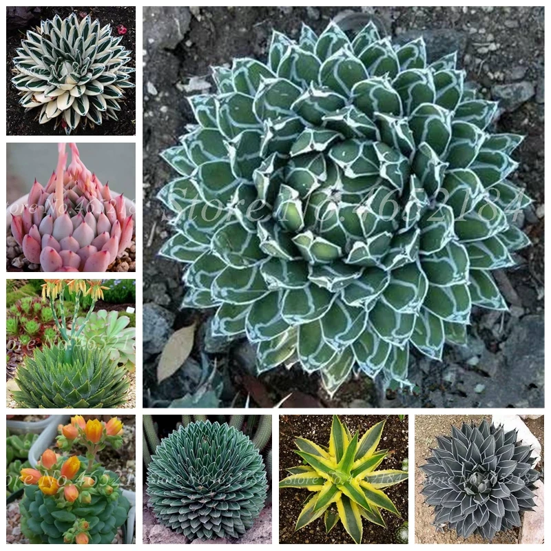 100 pcs/ bag Bonsai Agave Flower Plant Rare Indoor Succulent Potted Perennial Flowering Agave Pot Plants for Home Garden Decor
100 pcs/ bag Bonsai Agave Flower Plant Rare Indoor Succulent Potted Perennial Flowering Agave Pot Plants for Home Garden Decor