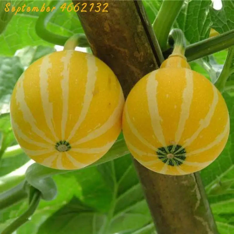 30 pcs abalone flores pumpkin plantas mandarin duck pear pumpkin Japan Fruit Cantaloupe Bonsai Original Green Flesh Vegetable
30 pcs abalone flores pumpkin plantas mandarin duck pear pumpkin Japan Fruit Cantaloupe Bonsai Original Green Flesh Vegetable