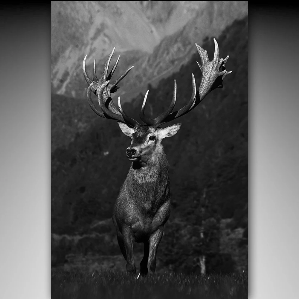 Beautiful Red Deer in forest (2)