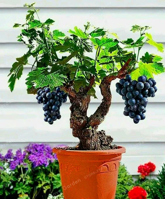 50PCS Big Sale! Miniature Grape Vine Bonsai Houseplant Fruit Bonsai Organic Fruit Bonsai Succulent Plants
50PCS Big Sale! Miniature Grape Vine Bonsai Houseplant Fruit Bonsai Organic Fruit Bonsai Succulent Plants