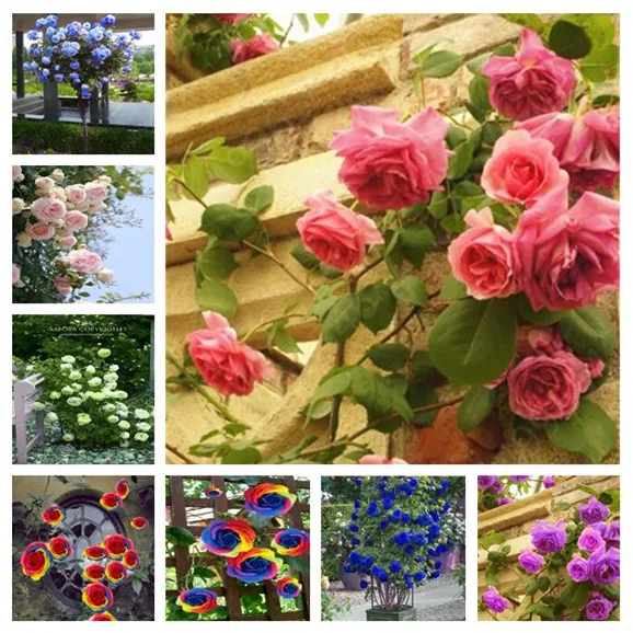 Hot Sale!100pcs Rare Rose Tree Rosa flower Mini Climbing Rose Tree Mini Colorful Bonsai Rose Flower Potted for Home Garden
Hot Sale!100pcs Rare Rose Tree Rosa flower Mini Climbing Rose Tree Mini Colorful Bonsai Rose Flower Potted for Home Garden