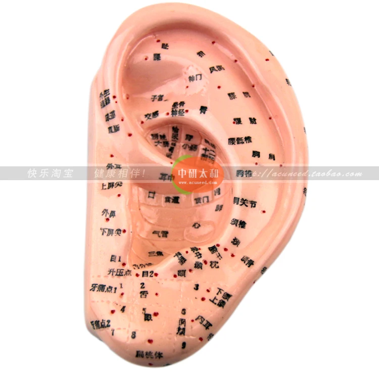 13 cm Ear acupuncture model auricular application model ear acupuncture points model Ear acupuncture earpins model
13 cm Ear acupuncture model auricular application model ear acupuncture points model Ear acupuncture earpins model