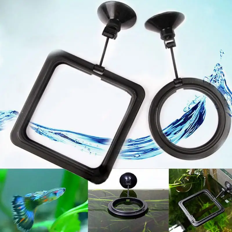 Fish Feeding Square ROUND Aquarium Fish Tank Ring Feeder Station Floating Food Water Plant Buoyancy Circle Accessory Sucker Cup
Fish Feeding Square ROUND Aquarium Fish Tank Ring Feeder Station Floating Food Water Plant Buoyancy Circle Accessory Sucker Cup