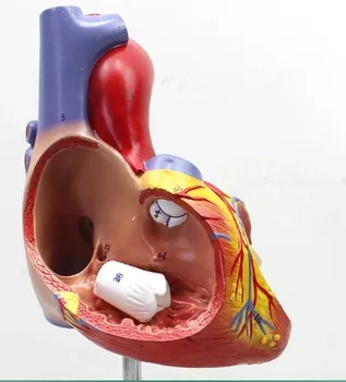 Human heart anatomy model Color Doppler heart structure model 2x enlargement with digital number mark
Human heart anatomy model Color Doppler heart structure model 2x enlargement with digital number mark