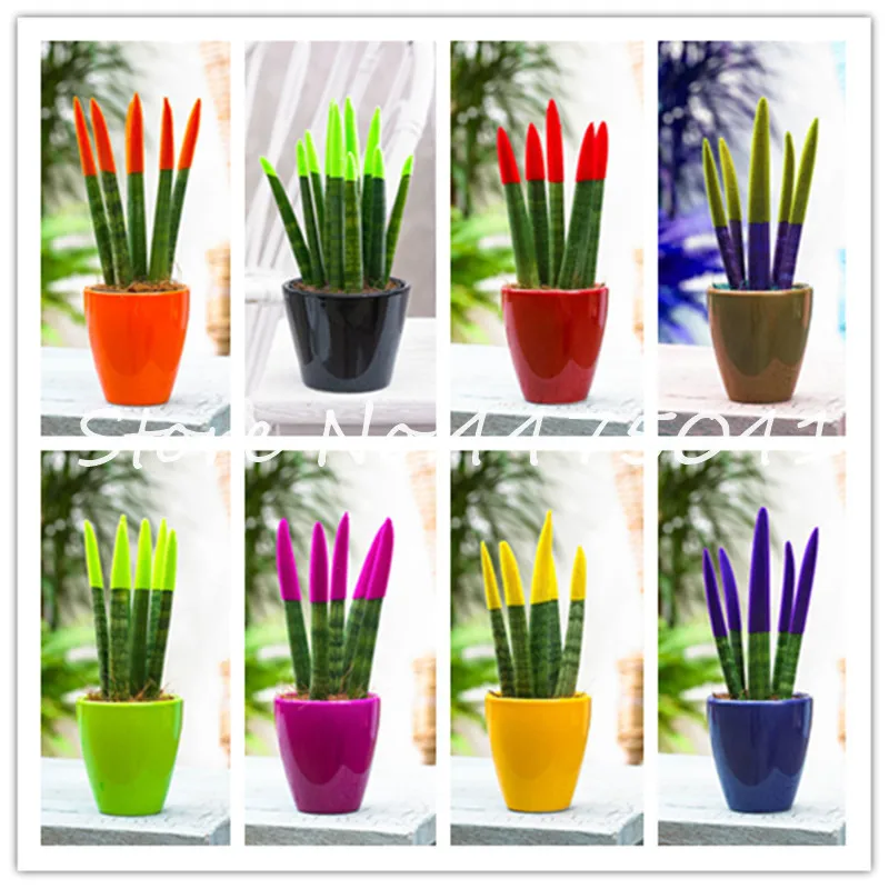 Hot ! 100 Pcs High Quality Rainbow Sansevieria Bonsai Indoor Flower Plants Radiation Protection Bonsai Dwarf Tree Home Garden
Hot ! 100 Pcs High Quality Rainbow Sansevieria Bonsai Indoor Flower Plants Radiation Protection Bonsai Dwarf Tree Home Garden