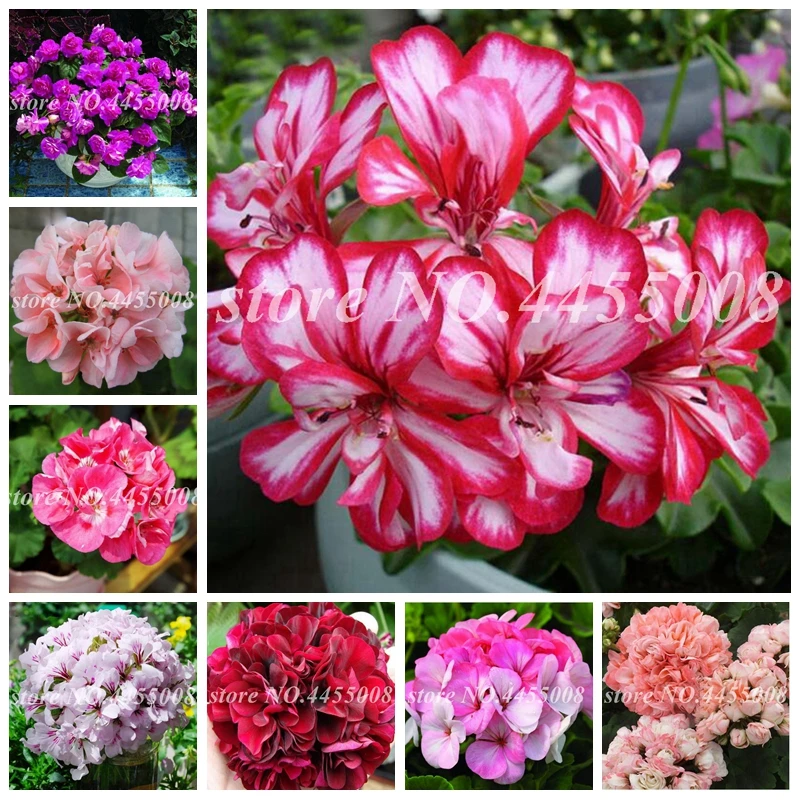 Hot ! 100 Pcs Mul-Color Geranium Flower Bonsai Rare Perennial Pelargonium Peltatum Potted Indoor Rooms Planting For Home Garden
Hot ! 100 Pcs Mul-Color Geranium Flower Bonsai Rare Perennial Pelargonium Peltatum Potted Indoor Rooms Planting For Home Garden