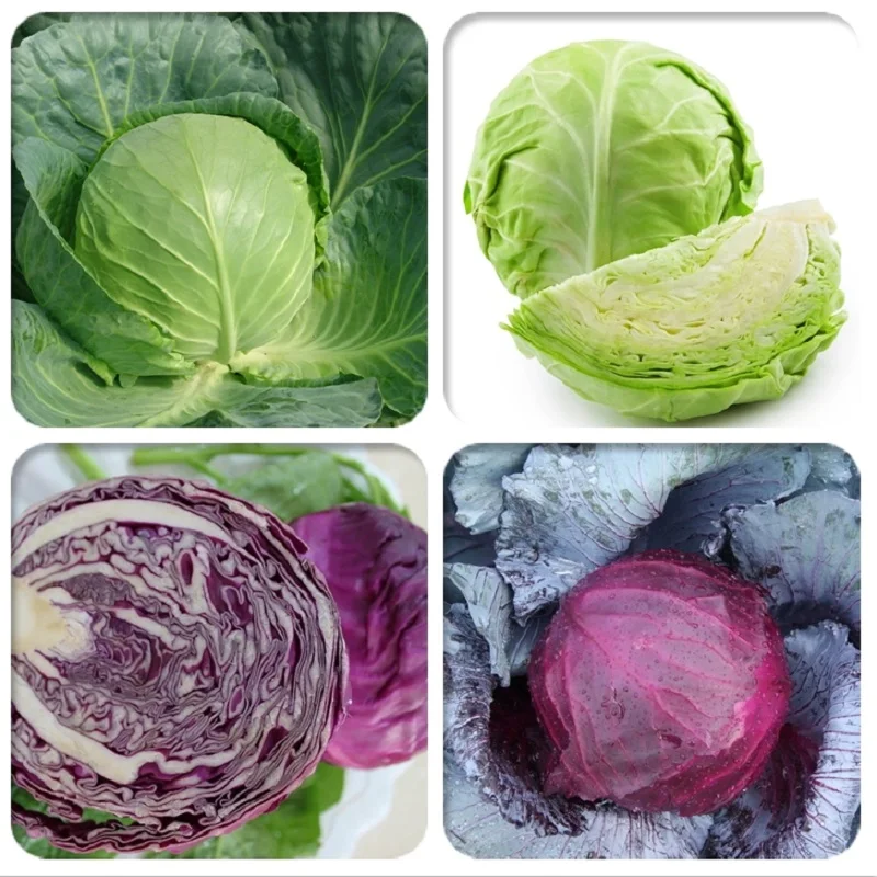 Cabbage Cauliflower broccoli bonsais Purple Green Beef Heart Plume Spore Cabbage bonsai Potted 10pcs
Cabbage Cauliflower broccoli bonsais Purple Green Beef Heart Plume Spore Cabbage bonsai Potted 10pcs