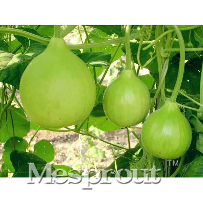 Gourd Bonsai Vegetable Garden Easy To Grow Vegetable Garden Roof Top Household Pu Melon Round Melon Bonsai 10PCS
Gourd Bonsai Vegetable Garden Easy To Grow Vegetable Garden Roof Top Household Pu Melon Round Melon Bonsai 10PCS