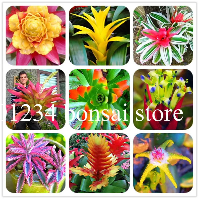 50 pcs Giant bromeliads Bonsai Seedling, rare Tehuacan bromeliad juicy cactus , vibrant turquoise flowers bonsai for home garden
50 pcs Giant bromeliads Bonsai Seedling, rare Tehuacan bromeliad juicy cactus , vibrant turquoise flowers bonsai for home garden
