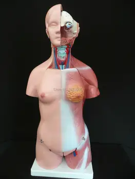 Human anatomy skeleton Spine Lumbar Disc Herniation Teaching Model 1:1.5 skull brain skull model in trauma medical instruments
Human anatomy skeleton Spine Lumbar Disc Herniation Teaching Model 1:1.5 skull brain skull model in trauma medical instruments