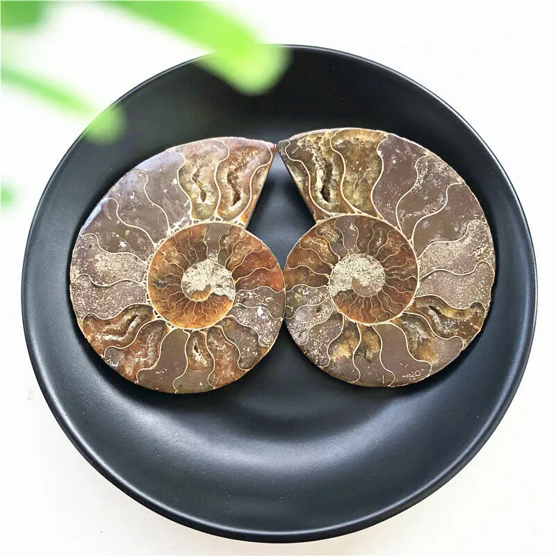 2 Pieces Iridescent Ammonite Pretty Natural Madagascar Fossil Specimen Healing Natural Quartz Crystals
2 Pieces Iridescent Ammonite Pretty Natural Madagascar Fossil Specimen Healing Natural Quartz Crystals