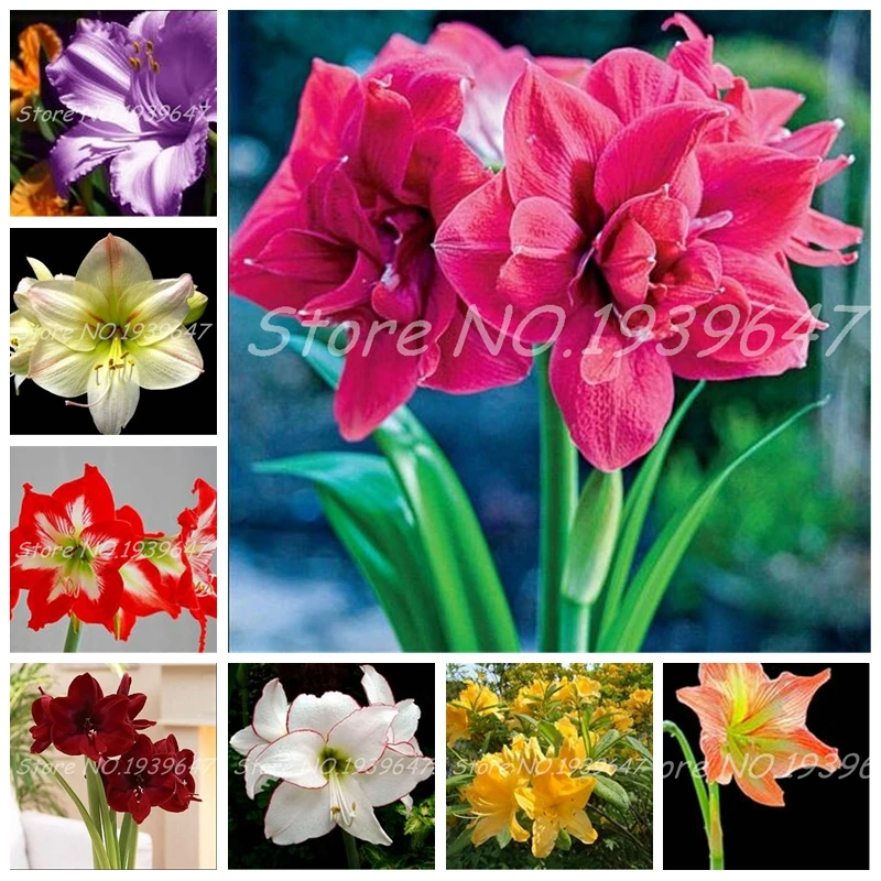 Hot Amaryllis Bonsai 100 Pcs Chinese Cheap Flower Bonsai Plants Hippeastrum Flower Plant Pots Flower Garden Balcony Easy Grow
Hot Amaryllis Bonsai 100 Pcs Chinese Cheap Flower Bonsai Plants Hippeastrum Flower Plant Pots Flower Garden Balcony Easy Grow