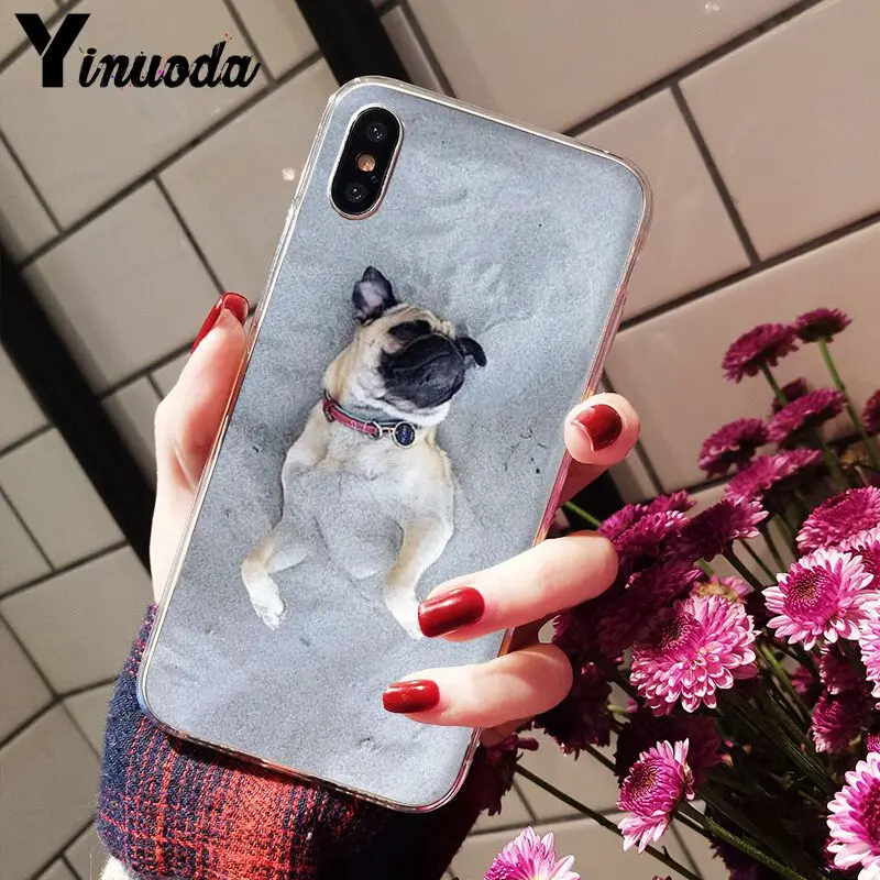 Cute pug dog