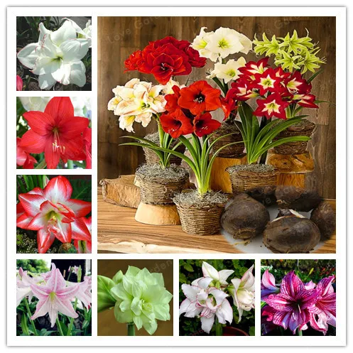 

2 Bulbs Amaryllis Bulbs True Hippeastrum Bulbs Flowers,Barbados Lily Potted Home Garden Balcony Plant Bulbous (Not Bonsai)