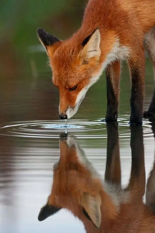 Full Square Animal Diamond Painting Fox Reflection Diamond Embroidery Cross Stitch Rhinestone Mosaic Home Decor Stickers Gifts
Full Square Animal Diamond Painting Fox Reflection Diamond Embroidery Cross Stitch Rhinestone Mosaic Home Decor Stickers Gifts
