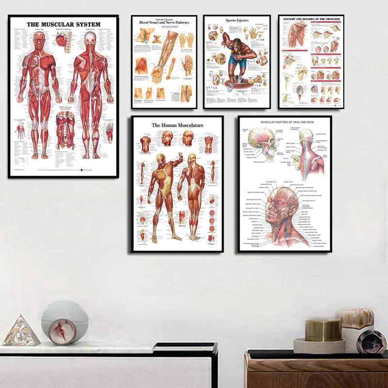 Poster And Prints Anatomical Chart Human Body Anatomy Medical Chart Muscle Painting Art Wall Pictures For Living Room Home Decor
Poster And Prints Anatomical Chart Human Body Anatomy Medical Chart Muscle Painting Art Wall Pictures For Living Room Home Decor