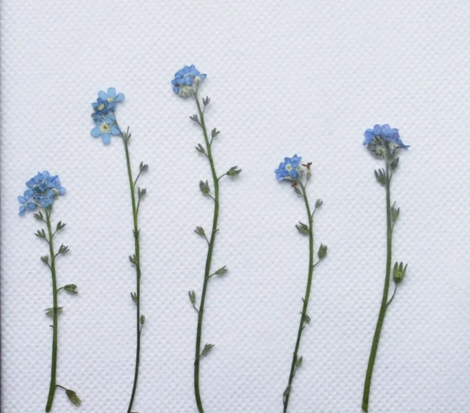 250pcs Pressed Dried Myosotis Sylvatica Forgetmen Stem For Epoxy Resin Pendant Necklace Jewelry Making Craft DIY Accessories
250pcs Pressed Dried Myosotis Sylvatica Forgetmen Stem For Epoxy Resin Pendant Necklace Jewelry Making Craft DIY Accessories