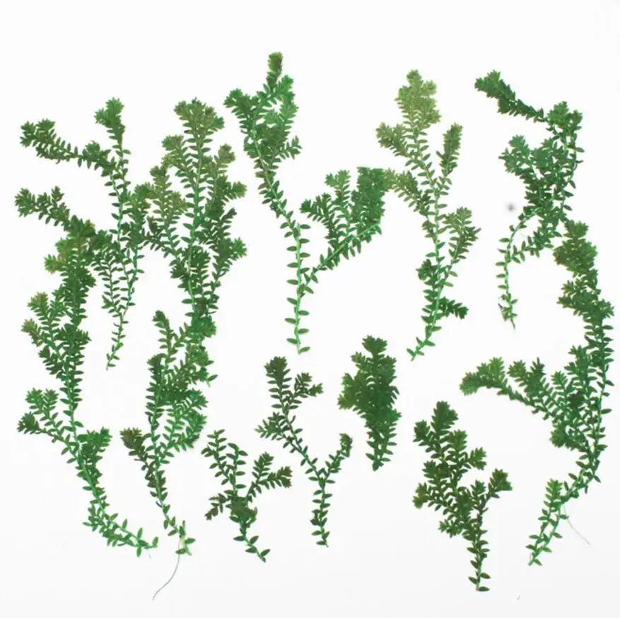 120pcs Pressed Dried Fimbristylis milliacea L.Flower Plants Herbarium For Jewelry Making Postcard Frame Phone Case Craft DIY
120pcs Pressed Dried Fimbristylis milliacea L.Flower Plants Herbarium For Jewelry Making Postcard Frame Phone Case Craft DIY