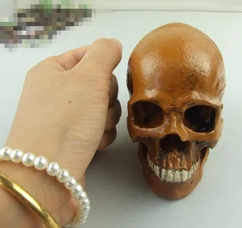 Medical human anatomy skeleton odontologia skull anatomica Model brain Skin in trauma denture
Medical human anatomy skeleton odontologia skull anatomica Model brain Skin in trauma denture