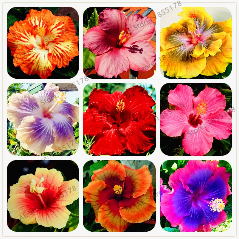 100pcs/bag Hibiscus bonsai,24 color hibiscus Flower garden hibiscus tree flores for flower potted plants
100pcs/bag Hibiscus bonsai,24 color hibiscus Flower garden hibiscus tree flores for flower potted plants