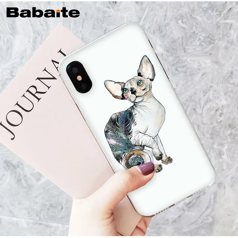 sphynx cat