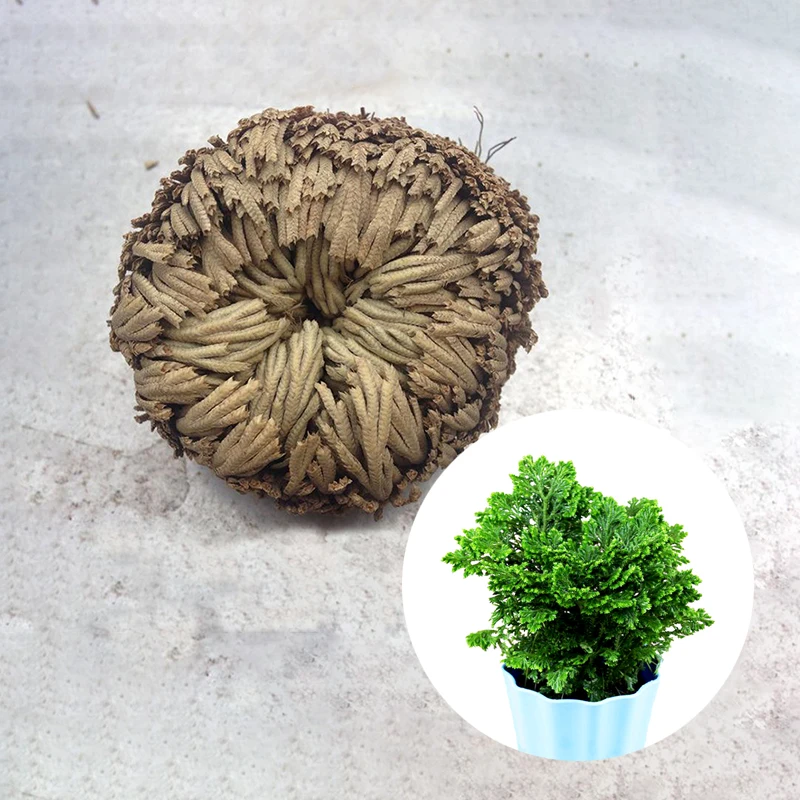 2019 New Hot Practical Live Resurrection Plant Rose Of Jericho Dinosaur Plant Air Fern Spike Moss Selaginella tamariscina 1 Bulb
2019 New Hot Practical Live Resurrection Plant Rose Of Jericho Dinosaur Plant Air Fern Spike Moss Selaginella tamariscina 1 Bulb