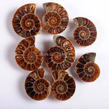 (50 Pairs/lot) Ancient Natural Ammonite Fossil Stone Opened Ammonite pieces for Jewelry Making Bulk Wholesale
(50 Pairs/lot) Ancient Natural Ammonite Fossil Stone Opened Ammonite pieces for Jewelry Making Bulk Wholesale