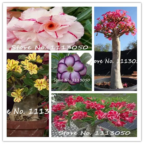 100% True Desert Rose Bonsai Exotic Desert Rose Flowers Balcony Popular Flower MultiColor Petals Succulents Tree 5 Pcs
100% True Desert Rose Bonsai Exotic Desert Rose Flowers Balcony Popular Flower MultiColor Petals Succulents Tree 5 Pcs
