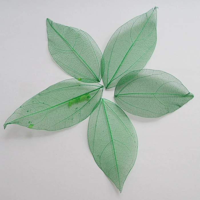 Free shipping Wholesale 100pcs green color Natural skeleton leaves for DIY 3-7cm 014004003
Free shipping Wholesale 100pcs green color Natural skeleton leaves for DIY 3-7cm 014004003