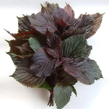50g-1000g High Quality natural Perilla leaf 20:1 extract powder,zi su ye,Supplement blood nutrition, antioxidant free shipping
50g-1000g High Quality natural Perilla leaf 20:1 extract powder,zi su ye,Supplement blood nutrition, antioxidant free shipping
