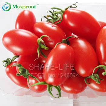 100PCS Red Cherry Tomatoes Bonsai Balcony Fruits Vegetables Bonsai Potted Plant Bonsai Tomato Bonsai
100PCS Red Cherry Tomatoes Bonsai Balcony Fruits Vegetables Bonsai Potted Plant Bonsai Tomato Bonsai
