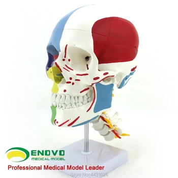 ENOVO Medical human.skull bone model skull bone partition muscle model nerve Department of orthopedics Teaching
ENOVO Medical human.skull bone model skull bone partition muscle model nerve Department of orthopedics Teaching