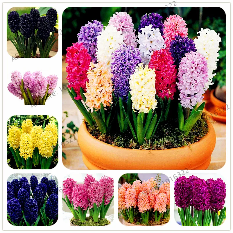 100pcs/bag hyacinth Plants bonsai Flower Garden (not hyacinth bulb)Holland Hydroponic flower outdoor plant
100pcs/bag hyacinth Plants bonsai Flower Garden (not hyacinth bulb)Holland Hydroponic flower outdoor plant