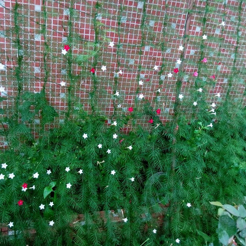1.8*1.8m Garden Fence Net Millipore Nylon Net Climbing Frame Plant Bird-Preventing Anti-Bird Devices Mesh
1.8*1.8m Garden Fence Net Millipore Nylon Net Climbing Frame Plant Bird-Preventing Anti-Bird Devices Mesh