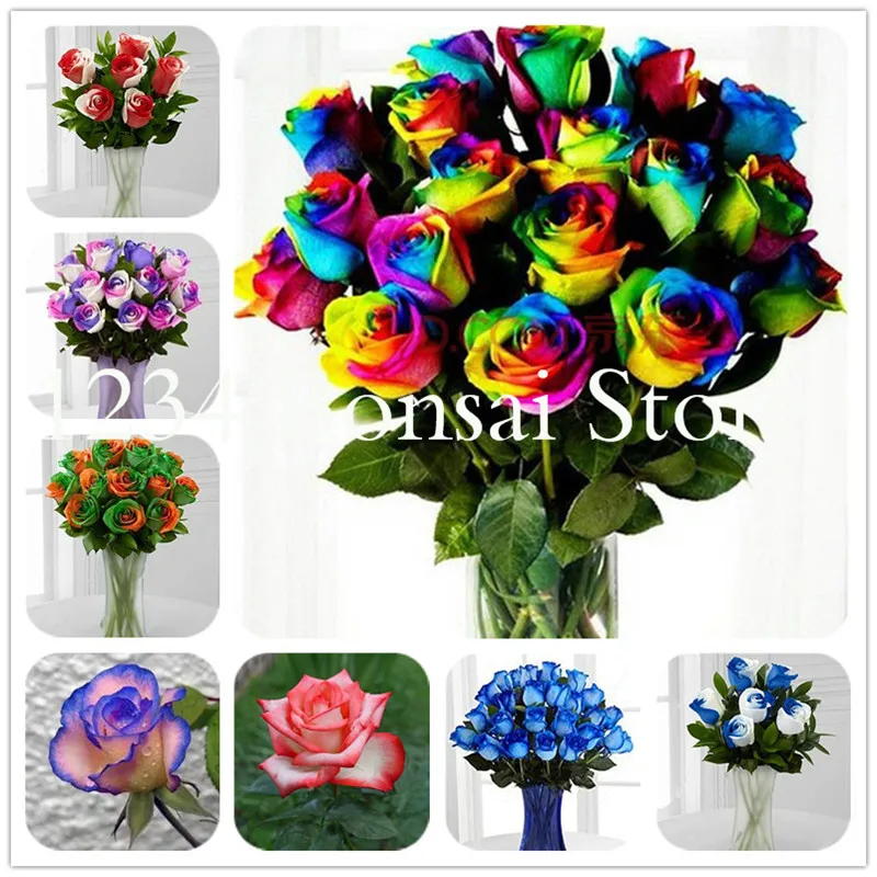 100 pcs/ bag Exotic ,Blue Rose Flower Plant, 100% Genuine Rare Chinese Roses Beautiful Bonsai Potted Seedsfor Home & Garden
100 pcs/ bag Exotic ,Blue Rose Flower Plant, 100% Genuine Rare Chinese Roses Beautiful Bonsai Potted Seedsfor Home & Garden